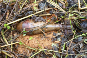 Sud-Kivu : deux morts dans l’explosion d’une bombe à Kamanyola