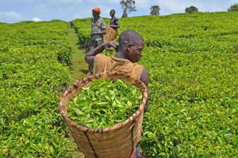 L’Ouganda efface USh35 Mrds d’arriérés fiscaux des usines de thé