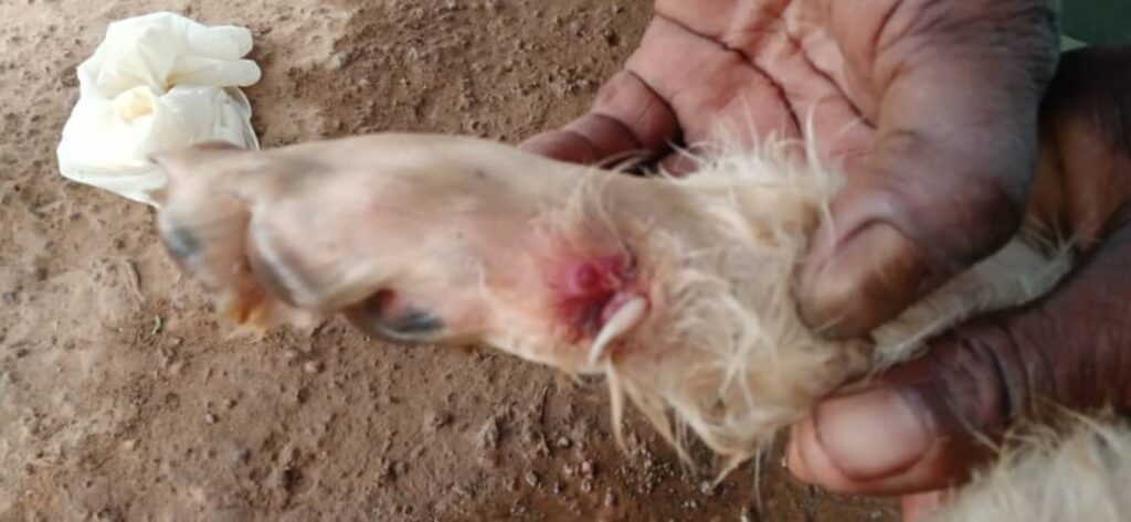 Mali : un cas suspect de ver de Guinée chez un chien