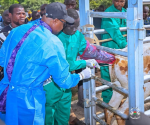Burkina : objectif de 100.000 vaches inséminées